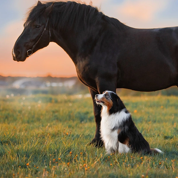 Horse and dog in field with setting sun in background