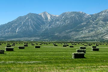 Rectangular hay bales are scattered across a wide green field, offering a serene view perfect for senior living, with tall, rugged mountains rising in the background under a clear blue sky.