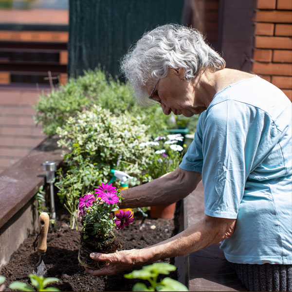An older woman with gray hair and glasses plants purple flowers in a raised garden bed outdoors, surrounded by other green plants and gardening tools—a peaceful moment that reflects the nurturing environment of Memory Care.